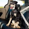 EzyDog-Drive-Dog-Car-Harness-Restraint.jpg