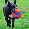 kick-fetch.jpg
