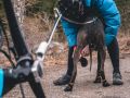 hop-dog-protector-bootie-non-stop-dogwear-07.jpeg