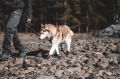 hop-dog-protector-bootie-non-stop-dogwear-06.jpeg