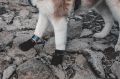 hop-dog-protector-bootie-non-stop-dogwear-05.jpeg