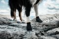 hop-dog-protector-bootie-non-stop-dogwear-10.jpeg