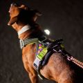 hurttaweekendwarriorharness_neonlicorice_aw22_16.jpg