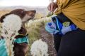 Web JPG-3591_Home Trail Hip Pack_Heliotrope Purple_Cara and Kiva_Oregon_Print-58.jpg