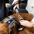 click-leash-car-2.jpg