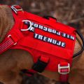Szelki-antyucieczkow6e-dla-psa-Truelove-Safe-Hiking-czerwone.jpg