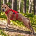 Szelki-antyucieczkowe-dla-psa-Truelove-Safe-Hikin6g-czerwone.jpg