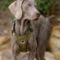 Szelki-dla-psa-Truelo9ve-Adventure-Soft-zielony-khaki.jpg