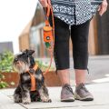 Lifestyle-Comfort Walk Air Harness_5.jpg