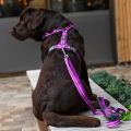 Lifestyle-Comfort Walk Air Harness_4.jpg