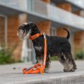 Lifestyle-Urban Trail Leash_2.jpg