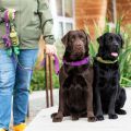 Lifestyle-Urban Trail Leash_4.jpg