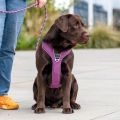 Lifestyle-Comfort Walk Pro Harness_4.jpg