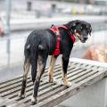 Lifestyle-Comfort Walk Pro Harness_5.jpg