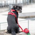 Lifestyle-Comfort Walk Pro Harness_8.jpg