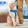 Lifestyle-Comfort Walk Pro Harness_2.jpg