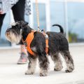 Lifestyle-Comfort Walk Pro Harness_1.jpg