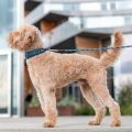 Lifestyle-Urban Explorer Collar_1.jpg