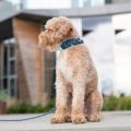 Lifestyle-Urban Explorer Collar_7.jpg