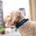 Lifestyle-Urban Explorer Collar_8.jpg