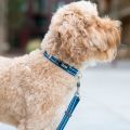 Lifestyle-Urban Style Collar_3.jpg