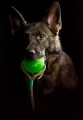 Sch-ferhund-mit-Chew-Ball_600x600.webp