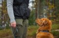 dog_training_vest7.jpg