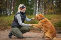 dog_training_vest2.jpg