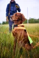 protector_collar4.jpg