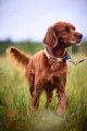 protector_collar1.jpg