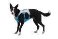 Web JPG-30781_Swamp-Coller-Harness_Biolumin-Blue_On-Dog_STUDIO.jpg
