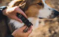 Ridgeline_Collar_Photo_Mosaic_2.jpg