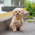 u9rban-classic-collar.jpg