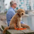 Lifestyle-Urban Classic Leash_3.jpg