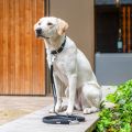 Lifestyle-Urban Classic Leash_6(1).jpg