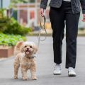 Lifestyle-Urban Classic Leash_9.jpg