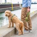 Lifestyle-Urban Classic Leash_7.jpg