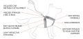 chestplate-diagram.jpg