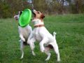 FlyberPies.jpg