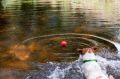 as02c_dog_water.jpg