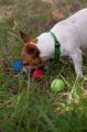 as02mix_dog.jpg